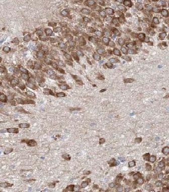 FAM114A1 Antibody - BSA Free