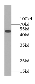 FLAD1 Antibody - BSA Free