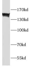 EMR1 Antibody - BSA Free