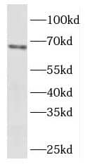 EYA4 Antibody - BSA Free