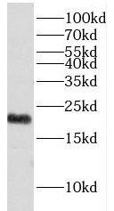 Exosome component 1 Antibody - BSA Free