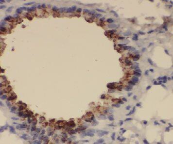 Exosome component 1 Antibody - BSA Free
