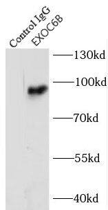 EXOC6B Antibody - BSA Free