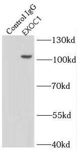 SEC3 Antibody - BSA Free