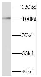 SEC3 Antibody - BSA Free