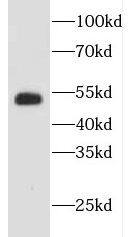 Enah/Vasp-like Antibody - BSA Free