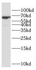 ESX1 Antibody - BSA Free
