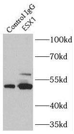 ESX1 Antibody - BSA Free