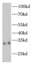 espin Antibody - BSA Free
