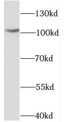 ESF1 Antibody - BSA Free