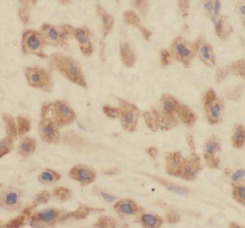 TXNDC12 Antibody - BSA Free