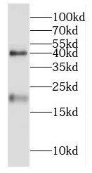 TXNDC12 Antibody - BSA Free