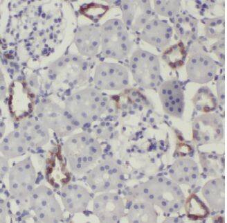 ERMP1 Antibody - BSA Free