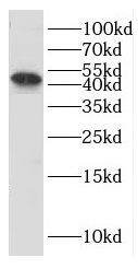 HEXO Antibody - BSA Free