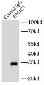 ERGIC1 Antibody - BSA Free