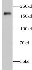 ERCC6L Antibody - BSA Free