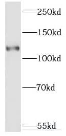 ERC2 Antibody - BSA Free