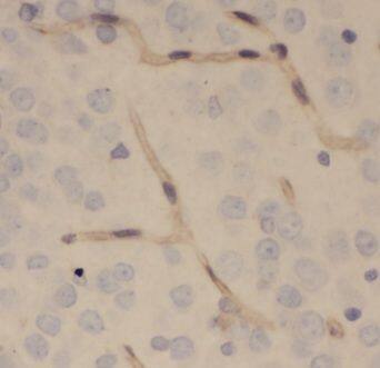 ENPP-4 Antibody - BSA Free