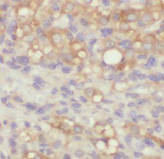EMILIN1 Antibody - BSA Free