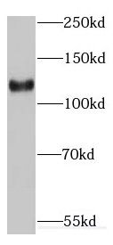 EMILIN1 Antibody - BSA Free