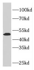 ELK4 Antibody - BSA Free