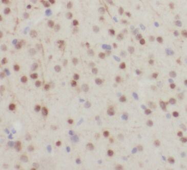 ELAVL2 Antibody - BSA Free