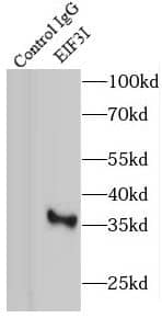 TRIP1 Antibody - BSA Free