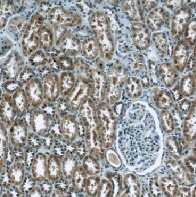EIF1B Antibody - BSA Free