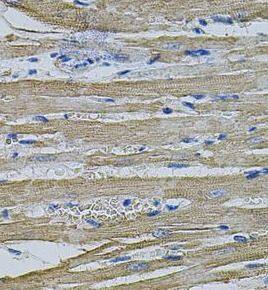 EIF1AY Antibody - BSA Free