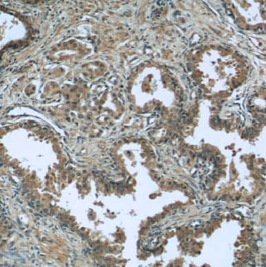 Eukaryotic translation initiation factor 1 Antibody - BSA Free