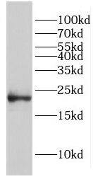 EID1 Antibody - BSA Free