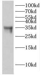 EHF Antibody - BSA Free