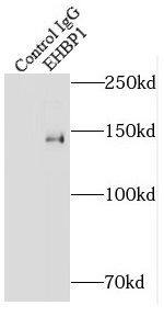 EHBP1 Antibody - BSA Free