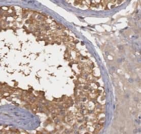 EHBP1 Antibody - BSA Free