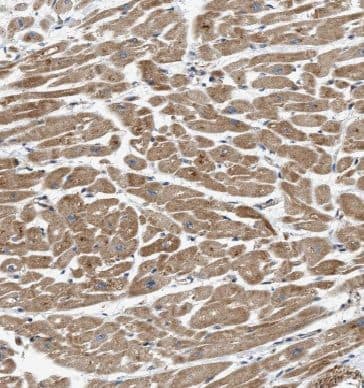 EFEMP2 Antibody - BSA Free