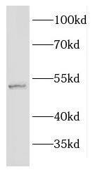 EFEMP2 Antibody - BSA Free