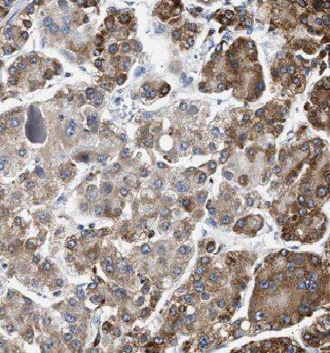 EFCAB5 Antibody - BSA Free