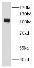 EFCAB5 Antibody - BSA Free