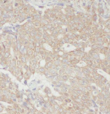 EEF1E1 Antibody - BSA Free