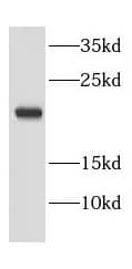 EEF1E1 Antibody - BSA Free