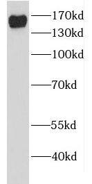 EDC4 Antibody - BSA Free