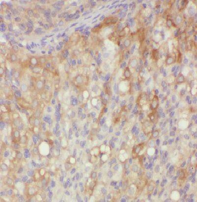 VOPP1 Antibody - BSA Free