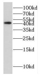 EAPP Antibody - BSA Free