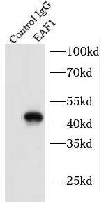 EAF1 Antibody - BSA Free
