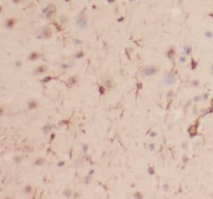 EAF1 Antibody - BSA Free