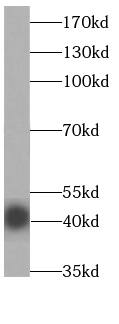 EAF1 Antibody - BSA Free