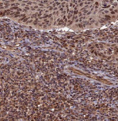E2F7 Antibody - BSA Free
