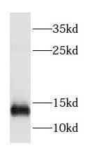 DYNLT3 Antibody - BSA Free
