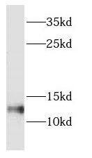 DYNLT1 Antibody - BSA Free