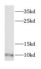 Dynein light chain 2 cytoplasmic Antibody - BSA Free